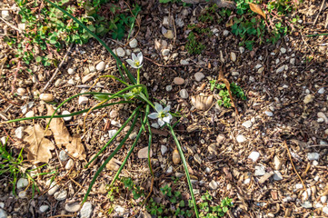 Piccolo fiore selvatico in primavera