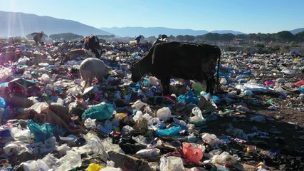 animals and people in poverty living in the trash of modern society