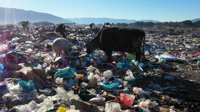 animals and people in poverty living in the trash of modern society