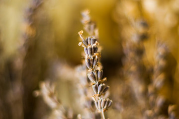 macro photos of the dry flowers 
