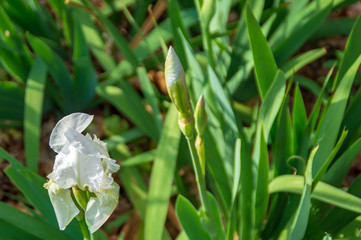 Giglio aperto e bocciolo in primavera