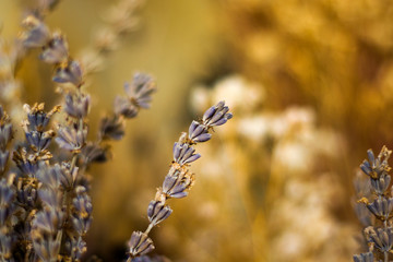 macro photos of the dry flowers 