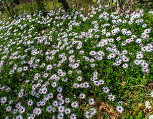 Campo di margherite bianche in primavera