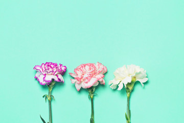 Creative layout made of colorful carnation flowers  on pastel background.
