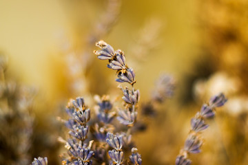 macro photos of the dry flowers 