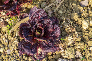Pianta di radicchio nell'orto biologico in primavera