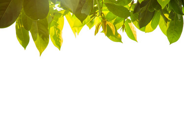 Closeup nature view of Ylang-Ylang flowers green leaf on white background with blank for copy space for text of summer and tropical.