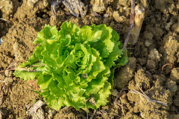 Insalata biologica nell'orto in primavera
