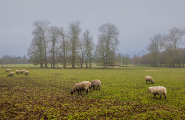 Goats and sheep strolling and grazing in the winter field Count Versailles, France