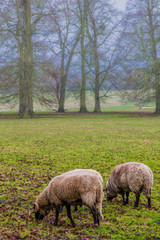 Goats and sheep strolling and grazing in the winter field Count Versailles, France