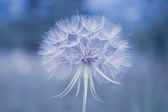 Close up of a dandelion on blue background