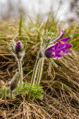 Pulsatilla vulgaris -pasque flower