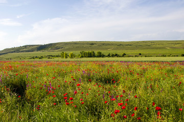 Plants you have to see