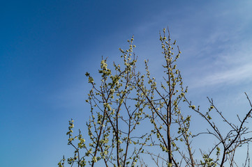 Pruno in fiore in primavera