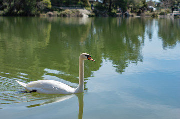swan on the lake