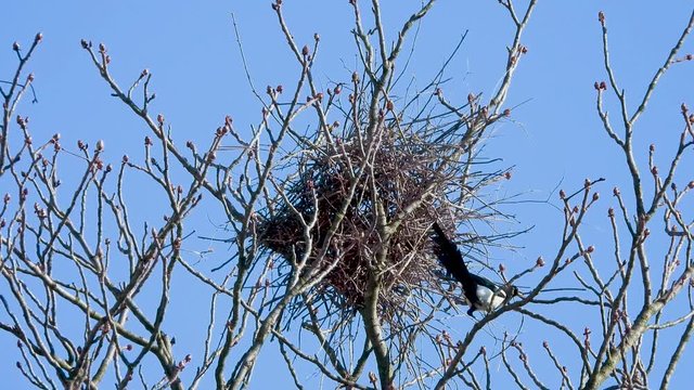 Elster baut Nest im Baumgipfel