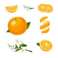 Fresh citrus fruits whole and halves. Oranges vector illustration