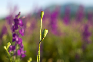 Plants you have to see