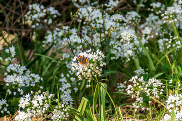 Farfalla colorata sui fiori bianchi in primavera