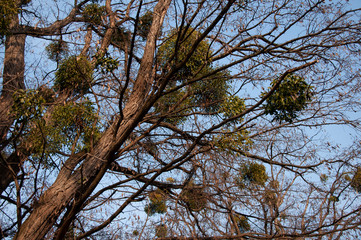 Tall trees in mistletoe on a background of blue sky in spring