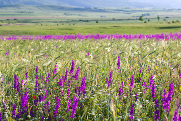 Obraz premium Plants you have to see