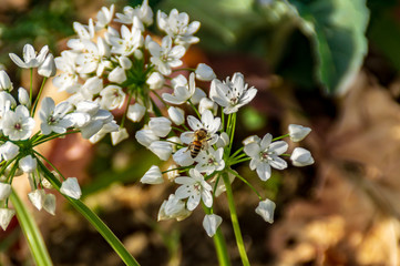 Ape sui fiori bianchi in primavera