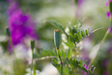 Plants you have to see