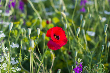 red poppy macro daylight green grass