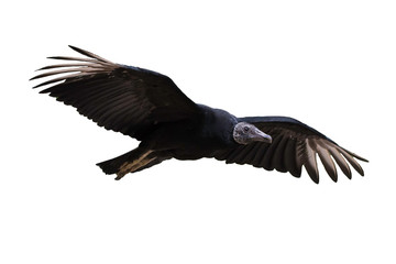 Black Vulture in flight isolated on white background  (Coragyps atratus)	