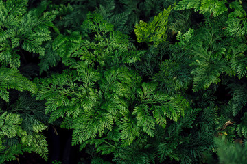 Ferns and the natural greenness of the leaves