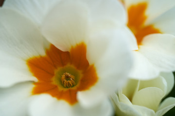 Detail of flower of Primula vulgaris. Commonly known as primrose, common primrose or English primrose. White flower growing in the garden.