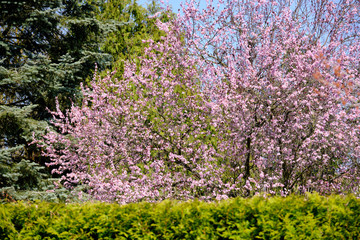 Bright springtime garden with a beautiful flowering blood plum tree and a green hedge as a background. Seen in March in Germany