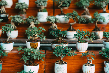 Bonsai pots on wooden shelves
