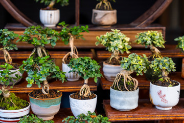 Fototapeta premium Bonsai pots on wooden shelves
