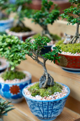 Wooden shelves placed potted bonsai