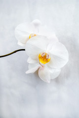Fototapeta na wymiar The branch of White orchids on white fabric background