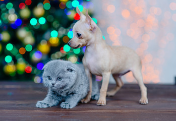 Fototapeta na wymiar puppy of the toy Terrier with a kitten on the background of Christmas tree