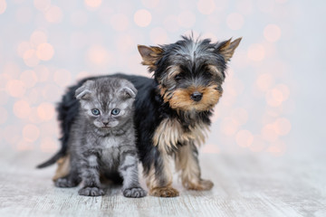 A puppy of a brown-black Yorkshire Terrier stands near a dark kitten of a Scottish breed with the coloring of a tabi