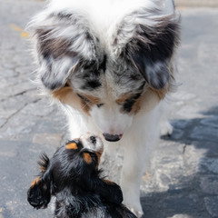 A dog King Charles, a cute puppy kissing a border collie