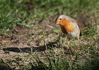 The European robin, known simply as the robin or robin redbreast in the British Isles,