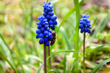 Bee. Honey production.  A honey bee collects pollen. Ode to spring. A bee on blue hyacinth flowers.