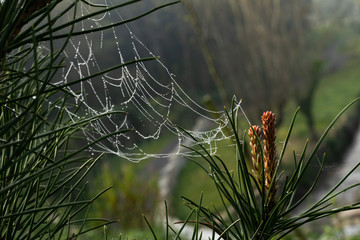 pine branch with cones
