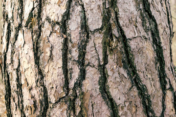 Detailed photo background of a tree bark