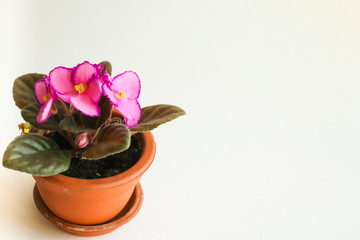 Violet in a pot on a white background. The flowers are pink with a purple border. Free space for text. Home floriculture. Decor.