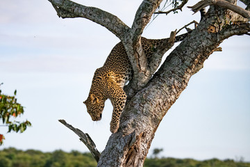 Fototapeta na wymiar leopard in a tree in the Masai Mara