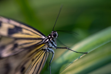 Schmetterling