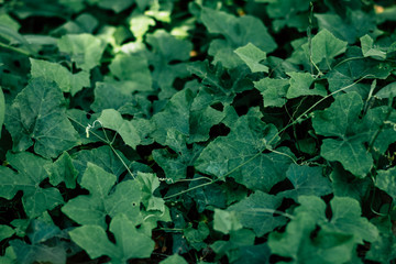 Small green leaves are growing. After the rain, water droplets on the leaves make it natural Sunshine And has a bright green natural background. selective focus. Ivy gourd.