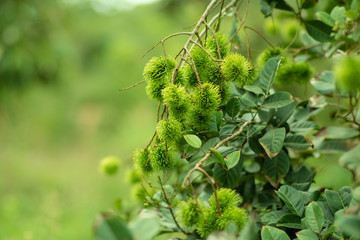 Green rambutan is a berry and cannot be harvested. When it's time to harvest, the rambutan becomes bright red. Rambutan on rambutan trees In the garden. select focus.