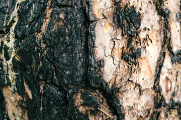 Burned tree bark. Wood texture. Black surface