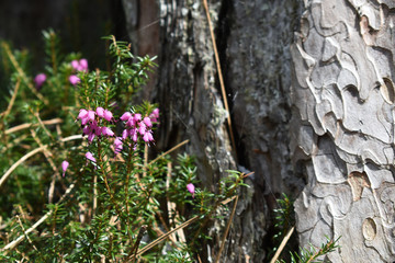 Grau und rosa im Wald